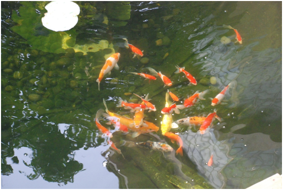 <b>戴思樂支招：景觀魚池池水綠了怎么辦？</b>